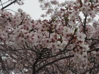 0406　帯石観音3