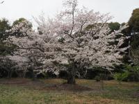 0406　八田山1