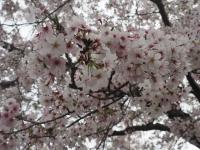 0406　瀬戸公園3